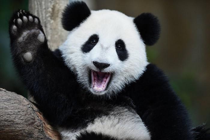10 Animais que até parecem fofos, mas podem ser bem perigoso
