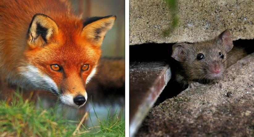 10 Animais que parecem fofinhos e inocentes, mas são realmen