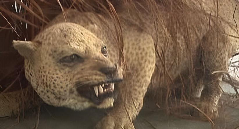 11 Animais únicos e incríveis que foram extintos nos últimos