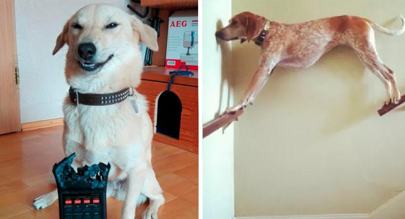 15 Cães que aprontaram e tiraram seus donos do sério