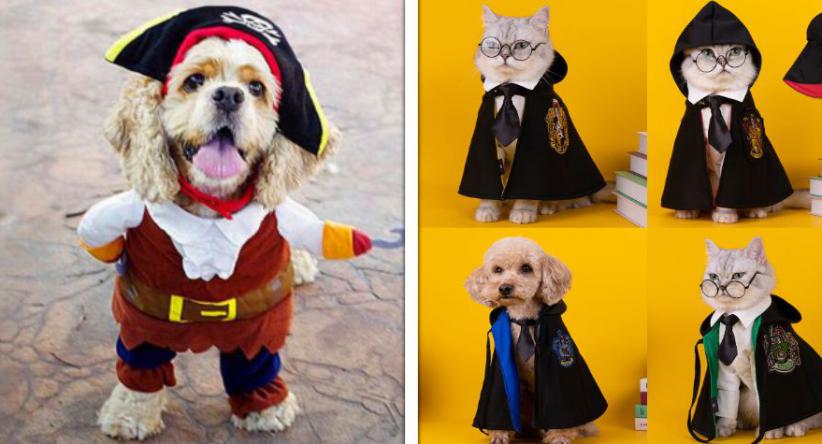15 Produtos da Shopee para pets que os deixarão ainda mais f