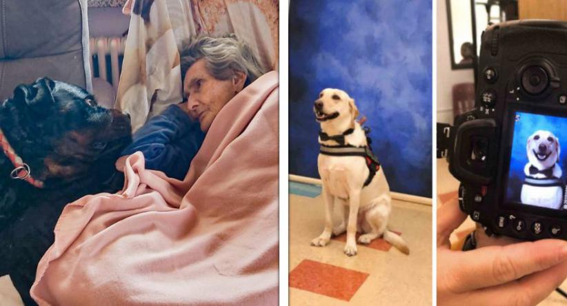 15 Provam de que os cachorros, além de serem nossos melhores