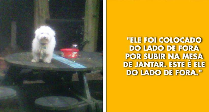 16 Animais que não estão dando a mínima para as regras human