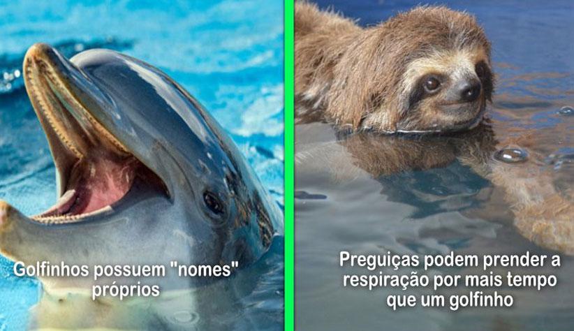 18 Curiosidades sobre animais que os tornam verdadeiramente 