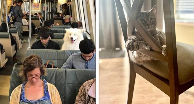 18 Vezes em que os animais decidiram agir ridiculamente como