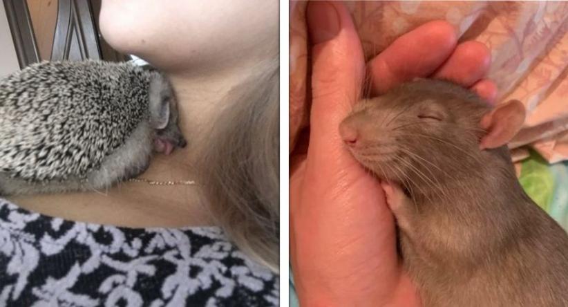 19 Animais para “desbancar” o reino dos cães e gatos como qu