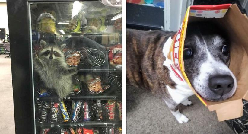 20 Animais que acabaram se metendo em confusões por serem tã