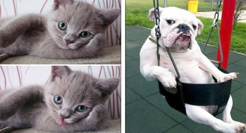 20+ Animais que sabem muito bem como posar para uma foto