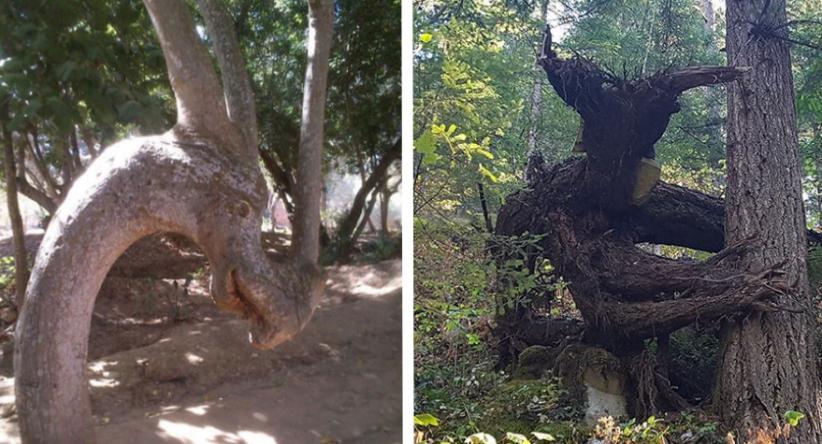 20 Árvores que farão você olhar duas vezes pra ter certeza d