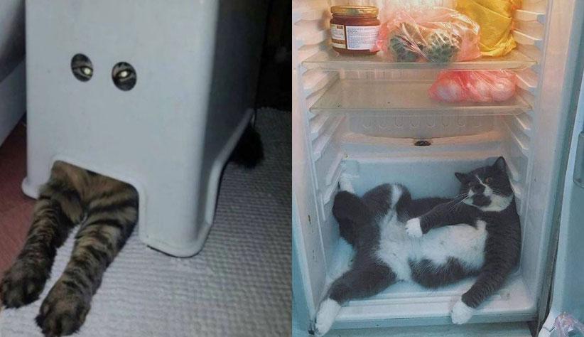 20 Gatos que foram flagrados agindo de forma bizarra e foram