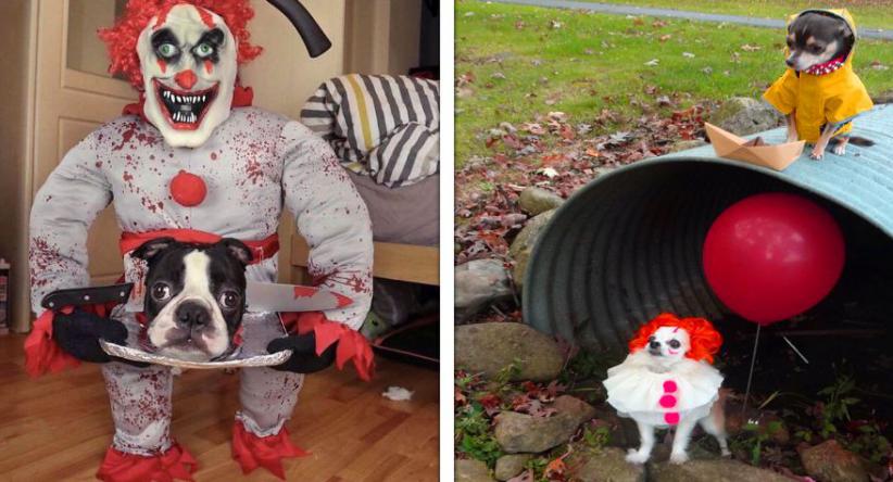 21 Animais de estimação que tiveram fantasias de Halloween m