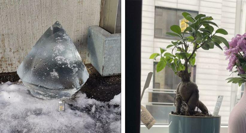 21 Vezes em que a natureza nos surpreendeu com suas pequenas