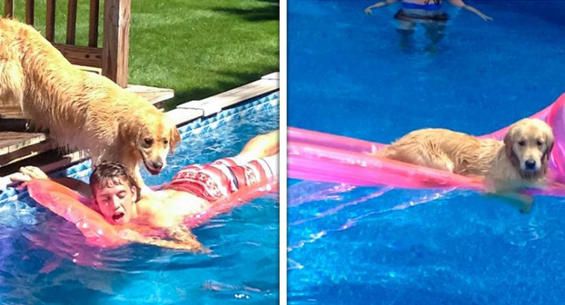 22 Animais espertinhos que decidiram agir de forma provocati