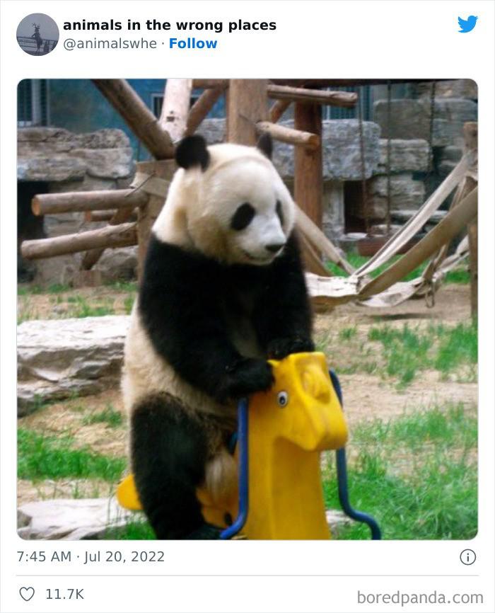 22 Animais fofos que foram flagrados em lugares onde não dev