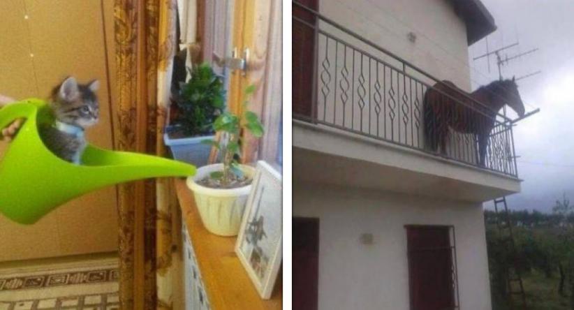 22 Animais fofos que foram flagrados em lugares onde não dev