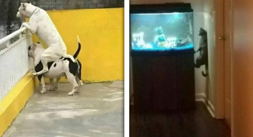 22 Animais que aprontaram e acabaram virando memes na intern