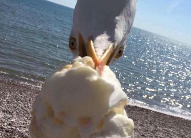 22 Fotos que não poderiam ter sido tiradas em melhor momento