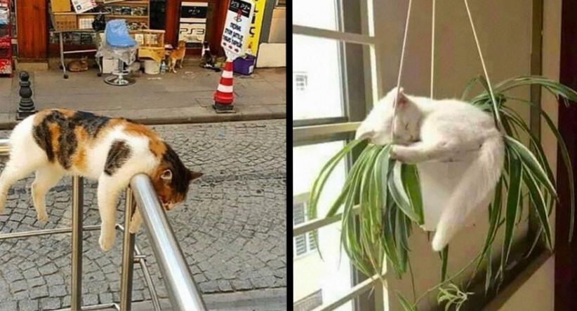 22 Gatos que resolveram dormir nos lugares mais improváveis 