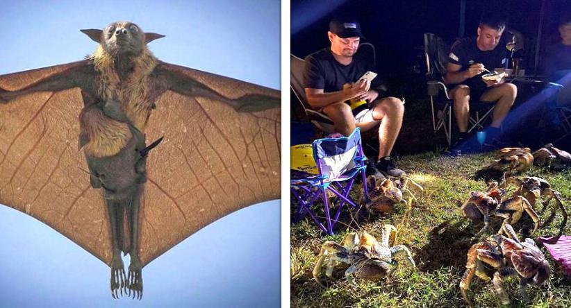 22 Vezes em que a natureza deixou seu lado bizarro à mostra
