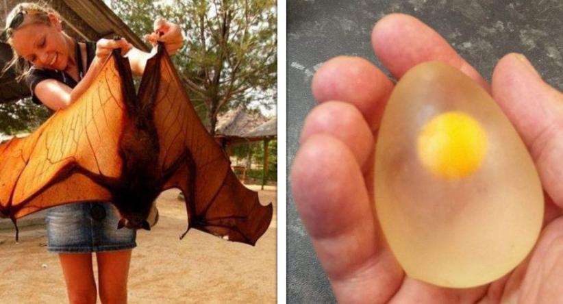 22 Vezes em que a natureza oscilou entre a surpresa e o espa