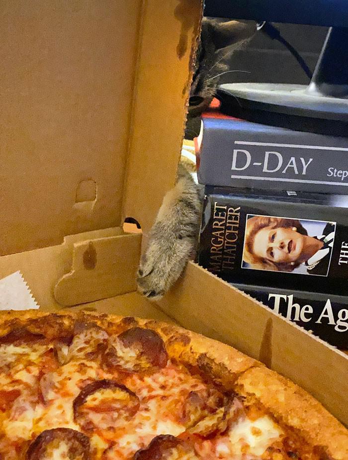 23 Animais travessos que foram flagrados enquanto furtavam c
