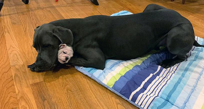 23 Fotos de dogues alemães que provam que eles são tão grand