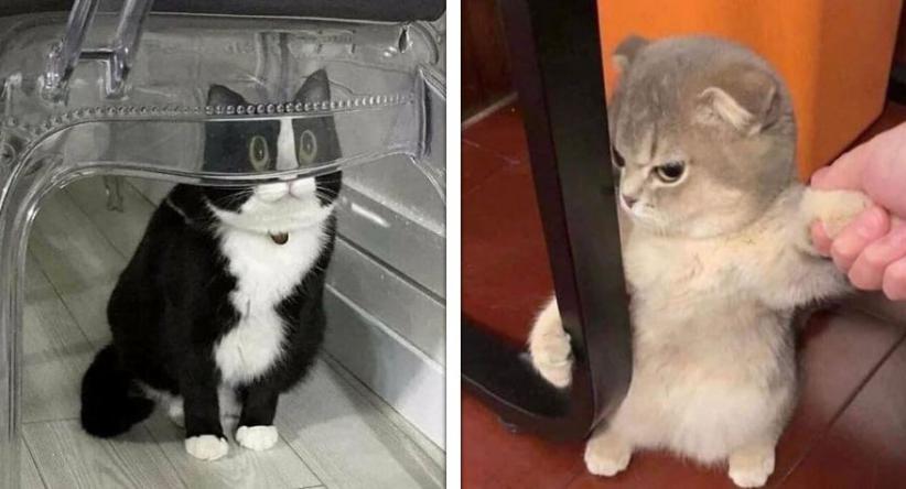 23 Vezes em que os gatos agiram de forma tão estranha que se