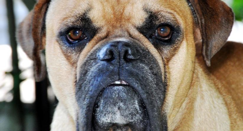 Brasil perto de conquistar novo reconhecimento canino intern