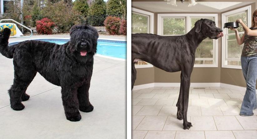 Conheça as 25 das maiores raças de cães do mundo e algumas d