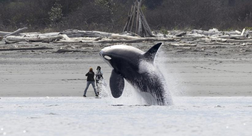 Finalistas do Ocean Photographer of the Year 2025 revelam mo