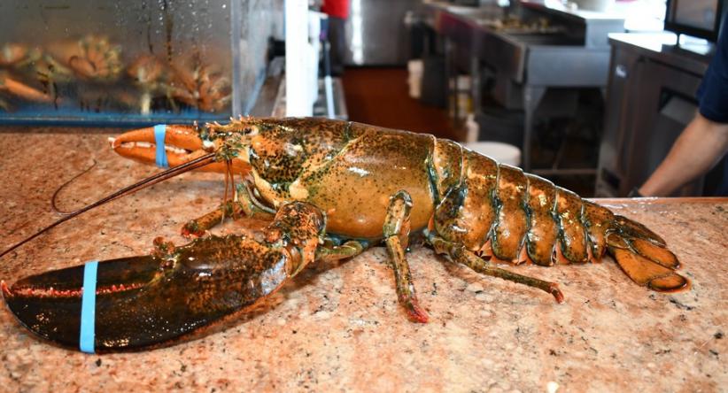 Lorenzo, a lagosta centenária que escapou da panela e voltou