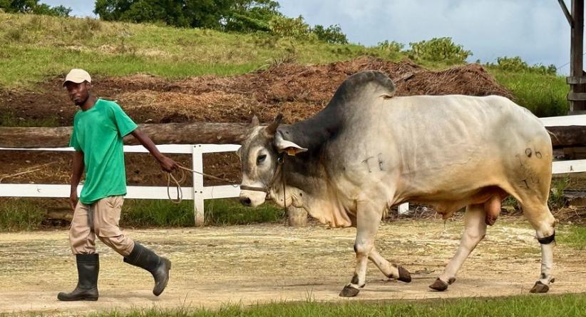 Pedras de Vesícula Bovina: O “Ouro” Escondido nos Bois que V