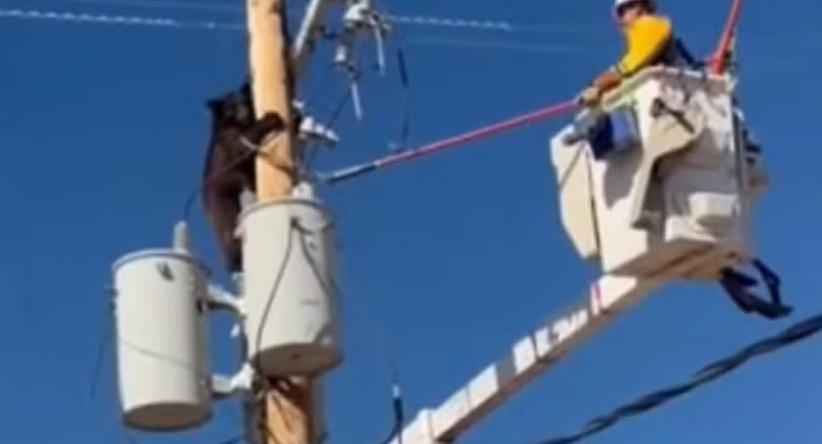 Ursa-negra escala poste de energia no Arizona e é resgatada 
