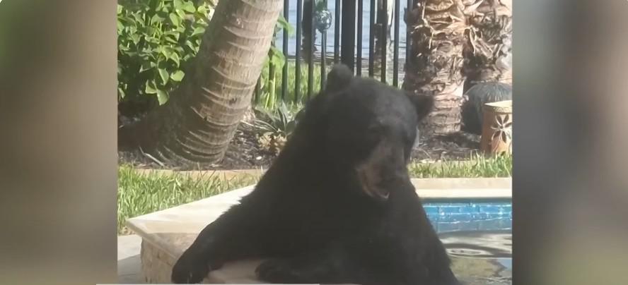 Urso-negro invade casa na Flórida, toma banho de hidromassag