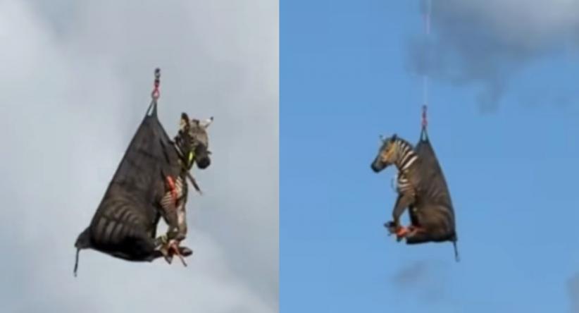 Zebra chamada Ed é resgatada por helicóptero após fugir e vi