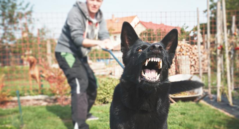Cães e crianças: as raças mais perigosas