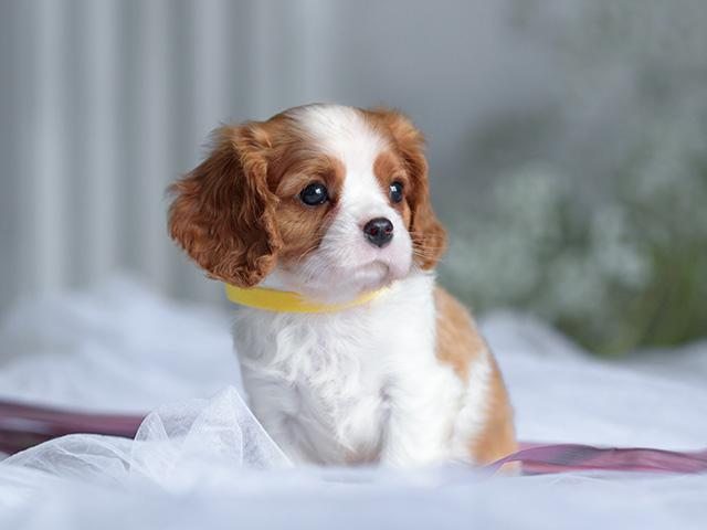QUAIS OS MELHORES CÃES PARA AS CRIANÇAS?