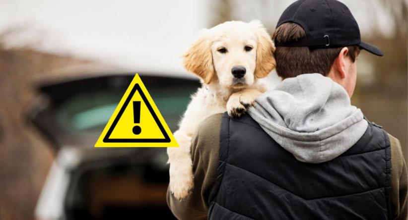 As raças de cães mais roubadas