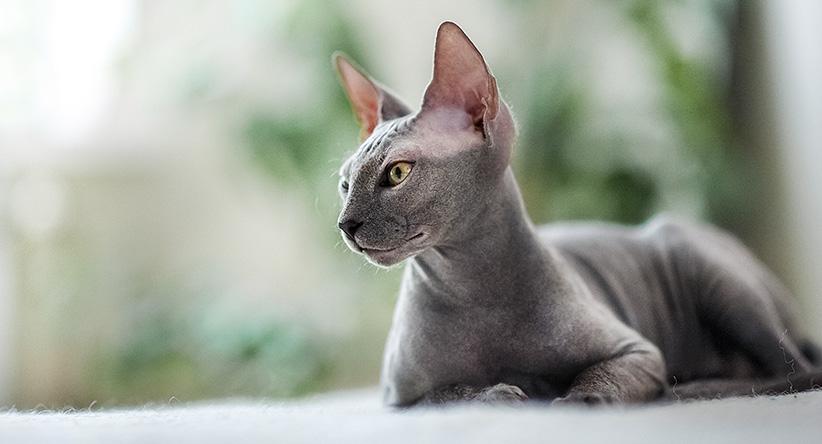 As 10 raças mais caras de gatos